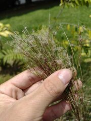 Schizachyrium condensatum