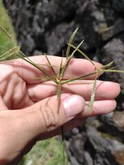 Cyperus sphacelatus