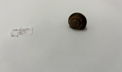 Gastropoda
