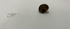 Gastropoda