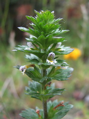 Euphrasia pectinata