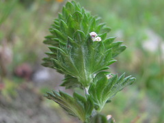 Euphrasia pectinata