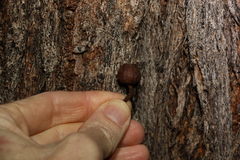 Eucalyptus baileyana