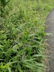 Paspalum paniculatum
