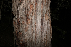 Eucalyptus baileyana