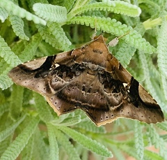 Euclystis guerini