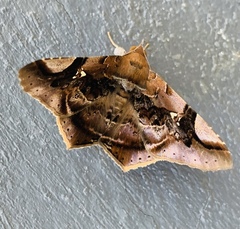 Euclystis guerini