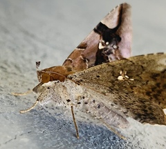Euclystis guerini