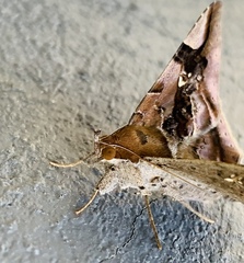 Euclystis guerini