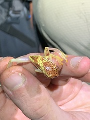 Dendropsophus rhodopeplus