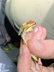 Dendropsophus rhodopeplus