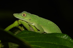 Anolis punctatus