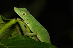 Anolis punctatus