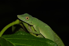Anolis punctatus