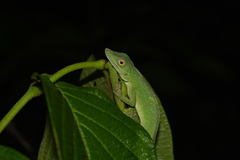 Anolis punctatus