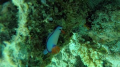 Hypselodoris brycei