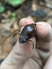 Chiasmocleis supercilialba