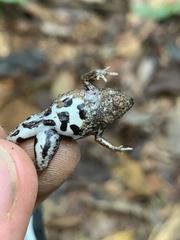 Chiasmocleis supercilialba