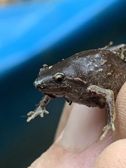 Chiasmocleis supercilialba