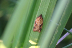 Acleris aspersana