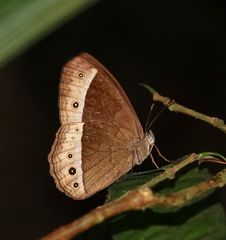 Mycalesis sudra