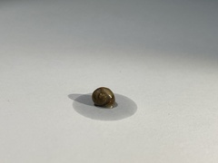 Gastropoda