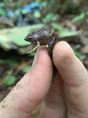 Chiasmocleis supercilialba