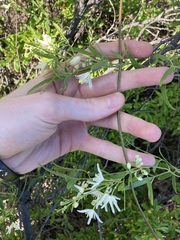 Clematis linearifolia