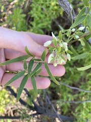 Clematis linearifolia