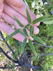 Clematis linearifolia