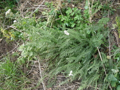 Achillea pannonica