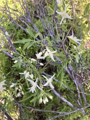 Clematis linearifolia