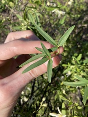 Clematis linearifolia