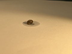 Gastropoda