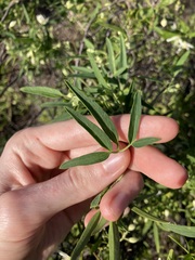 Clematis linearifolia