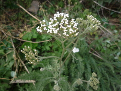 Achillea pannonica
