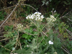Achillea pannonica