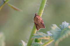 Acleris aspersana