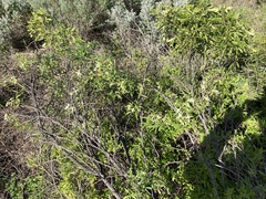 Clematis linearifolia