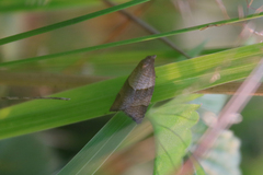 Philedone gerningana