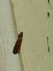 Varneria postremella