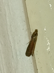 Varneria postremella