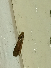 Varneria postremella