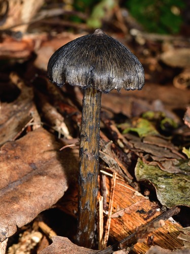 Hygrocybe astatogala