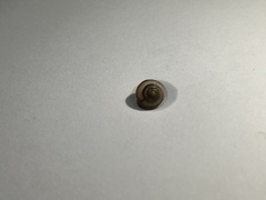 Gastropoda