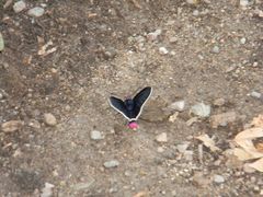 Mysoria affinis