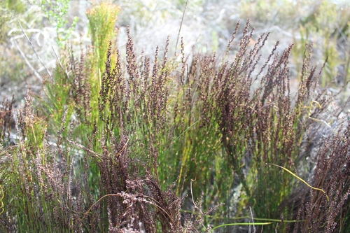 Image of Elegia microcarpa by (c) kevin koen, some rights reserved (CC BY-SA)