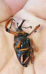 Cyrtotrachelus thompsoni