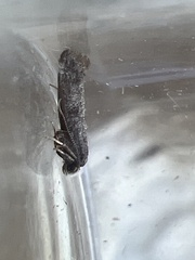 Swammerdamia pyrella