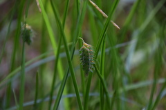 Carex maximowiczii